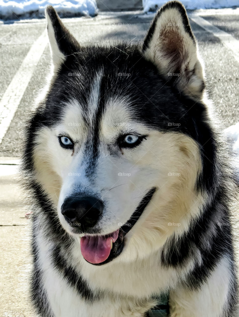 Happy Husky