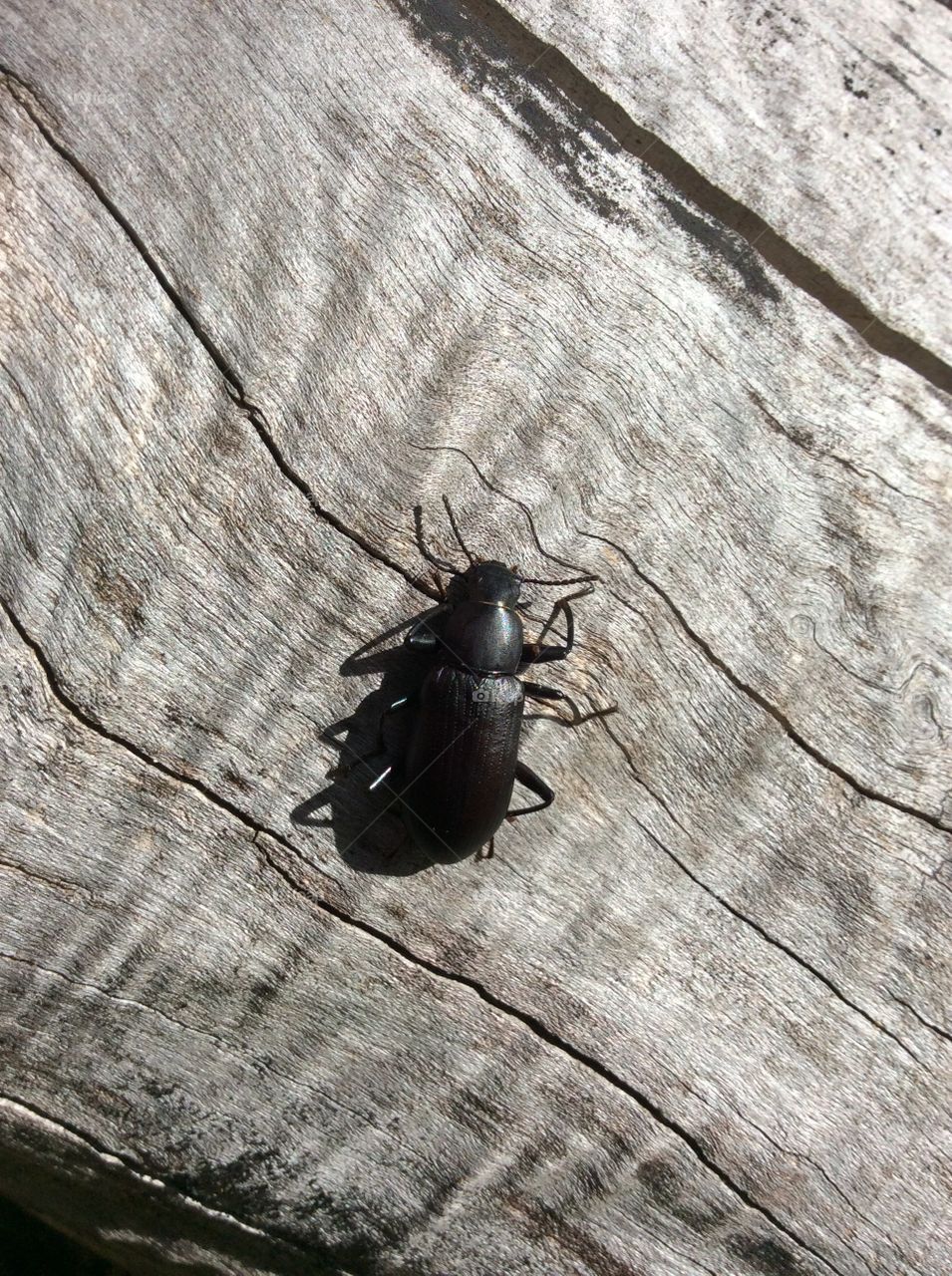 Black bug