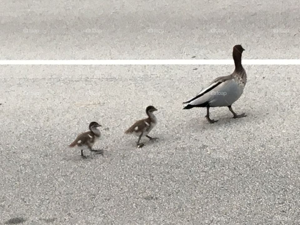 Ducklings and their parent are passing on the road.