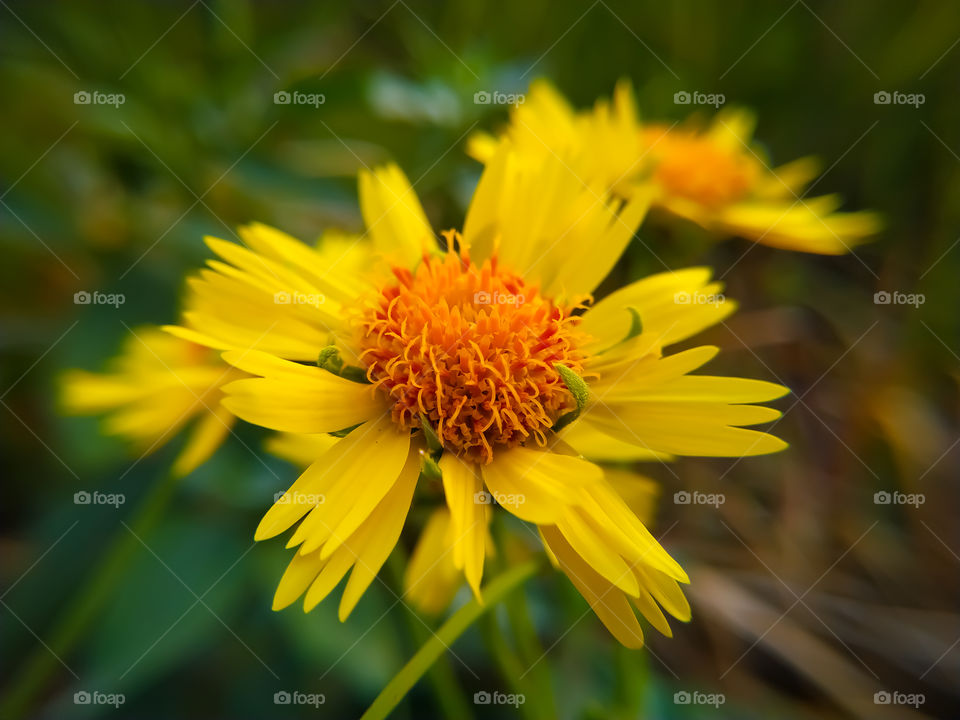 Close up view of multi pedal yellow sunflower blossom in garden.