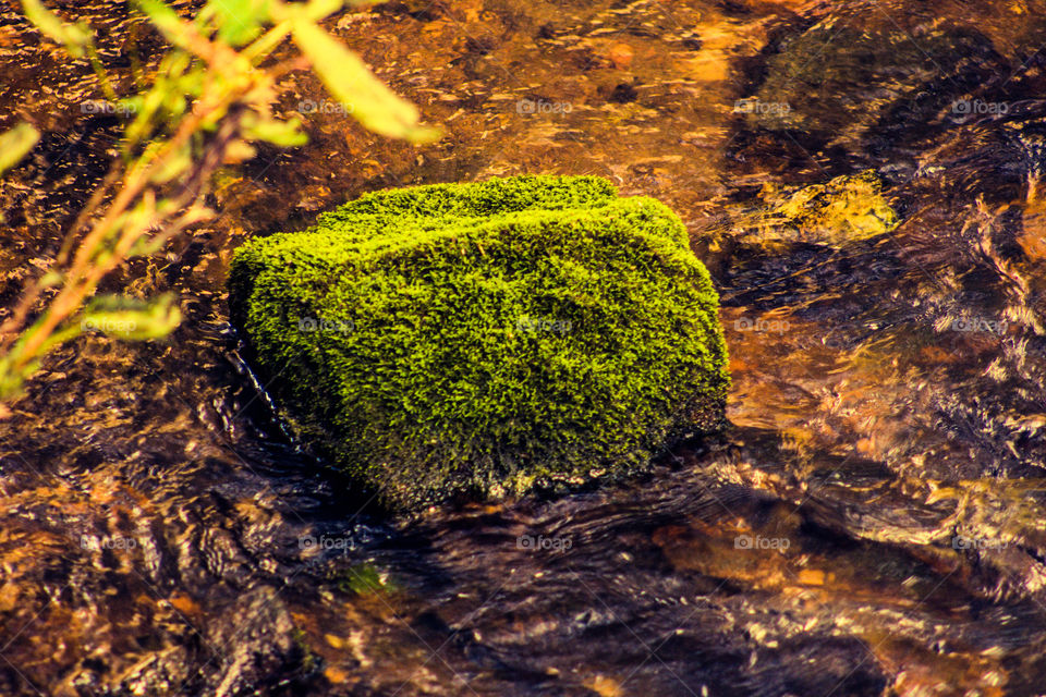 moss rock