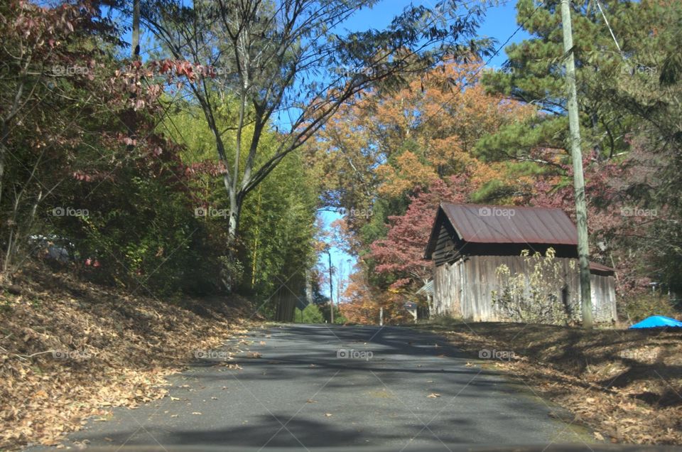 Fall peaking through down an old country road