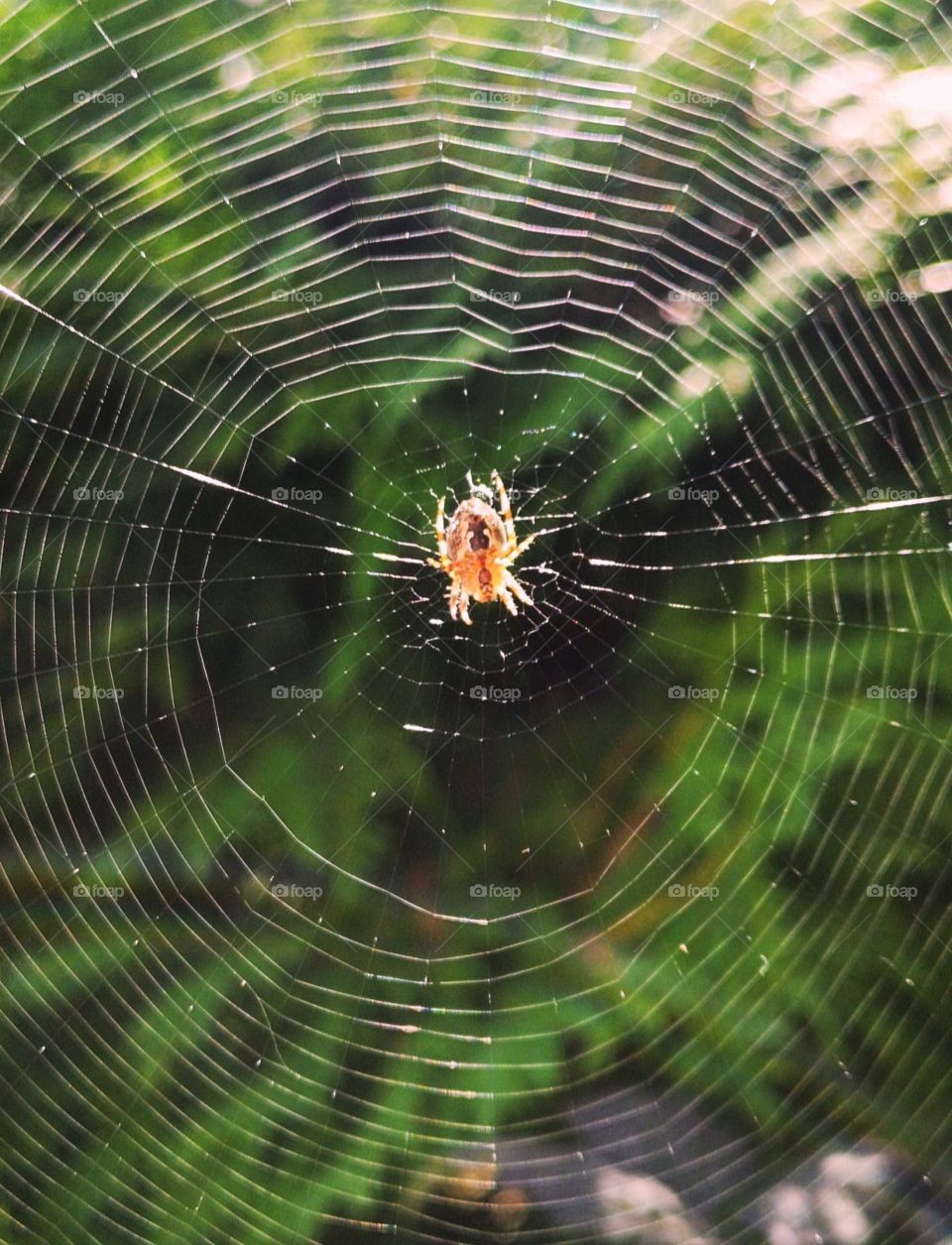 spider web from above