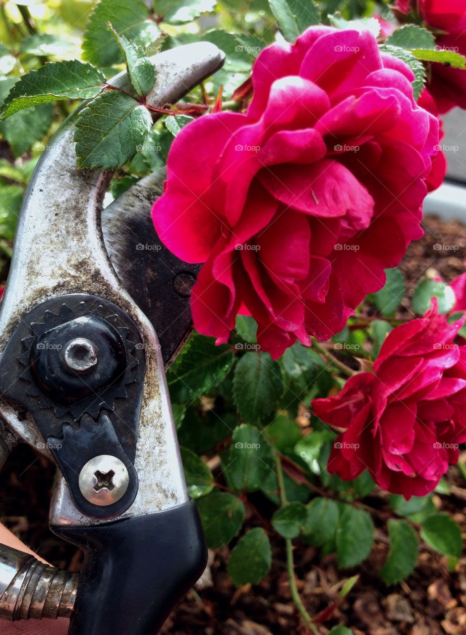 Pruning roses is one of the most meditative activities a person can engage in. 
