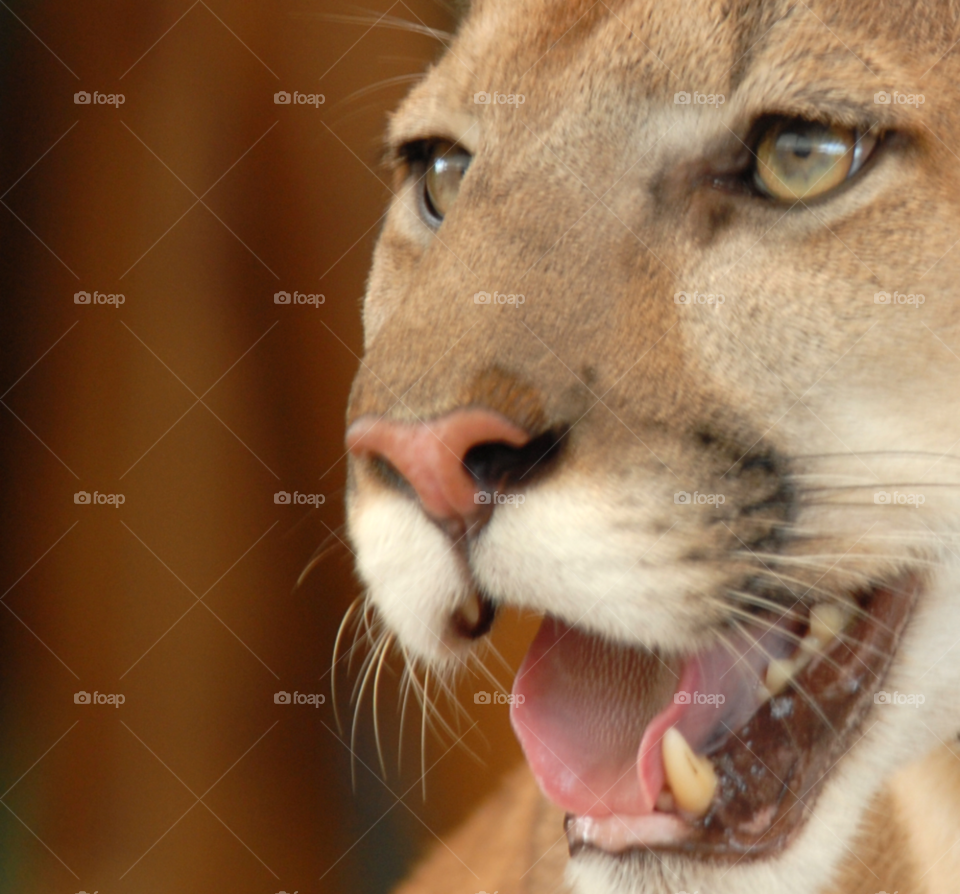 mountain cat lion big by lightanddrawing