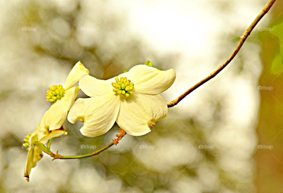 Dogwood blossom flower