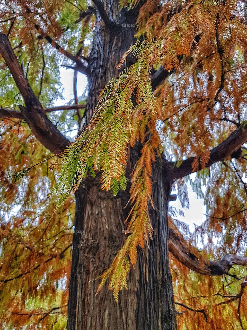 Late Autumn in Bucharest - IOR Park