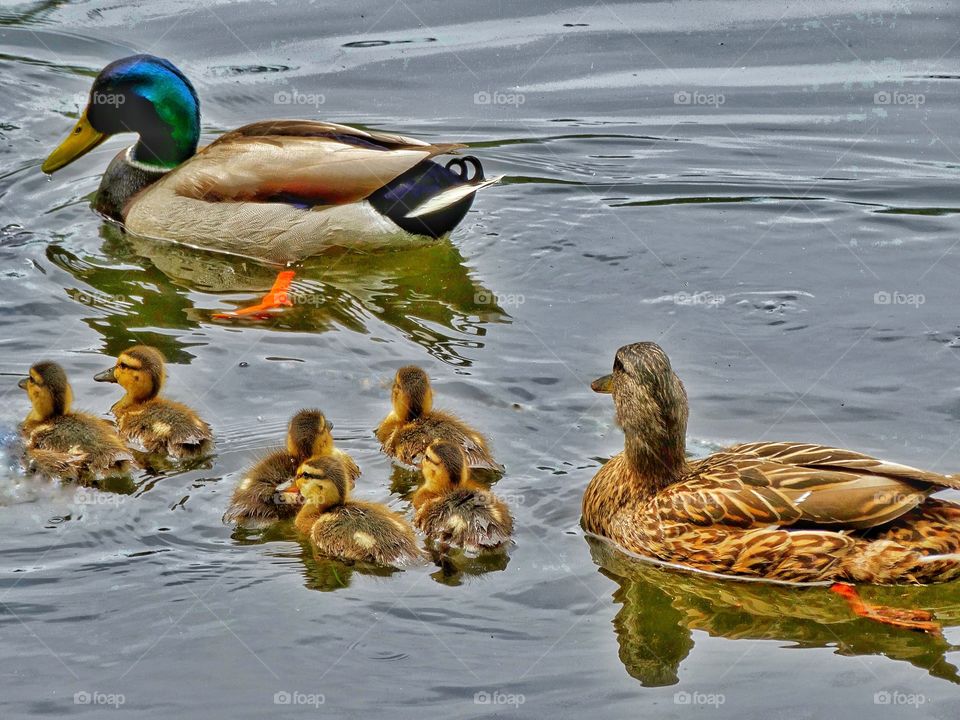 Family Of Ducks
