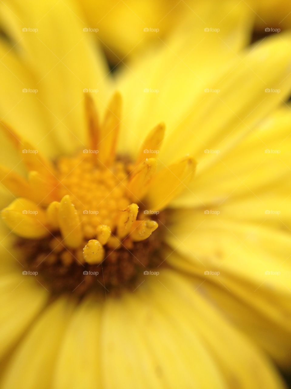 Yellow macro bloom. A macro yellow flower shot