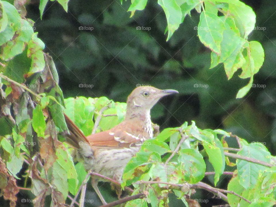 Juvenile Brown Thrasher
