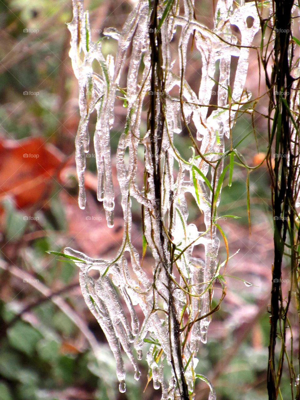 Frozen ice on plant