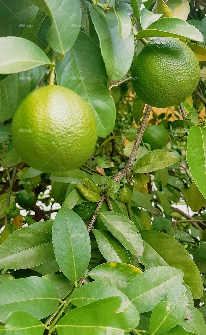 Lemon fruit