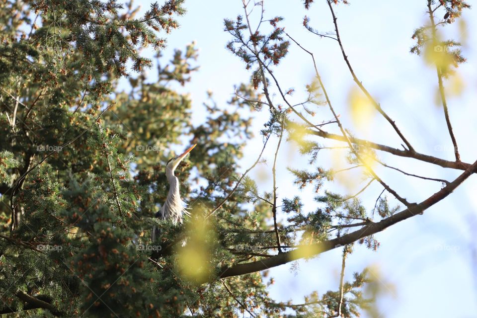 Heron up on the tree