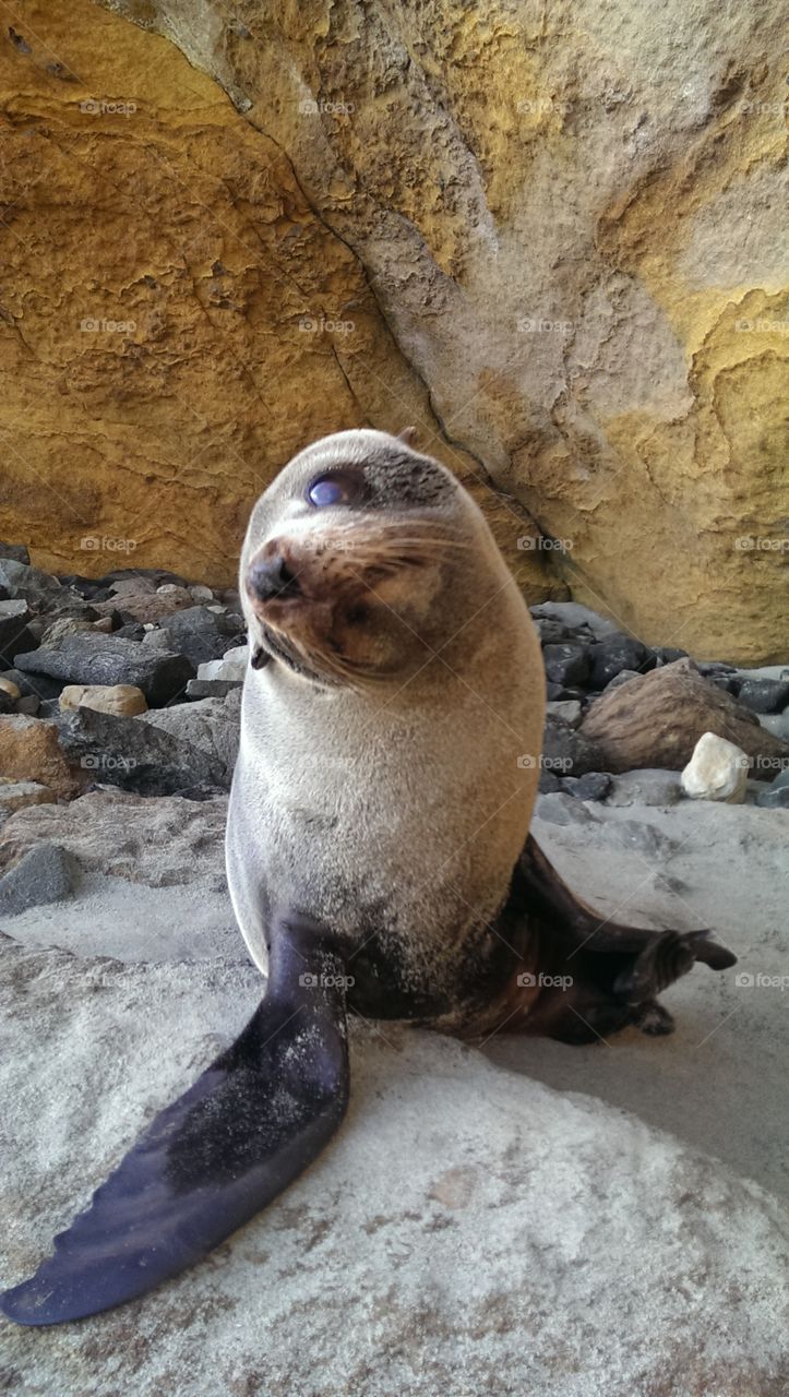 baby face. in a hidden cave beside the ocean was this little beautiful sealpub, he gave me such cute moments