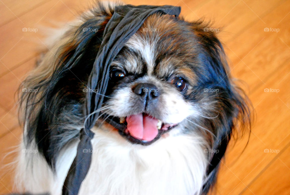 Pekingese dog funny face, tongue out smiling, playing with socks