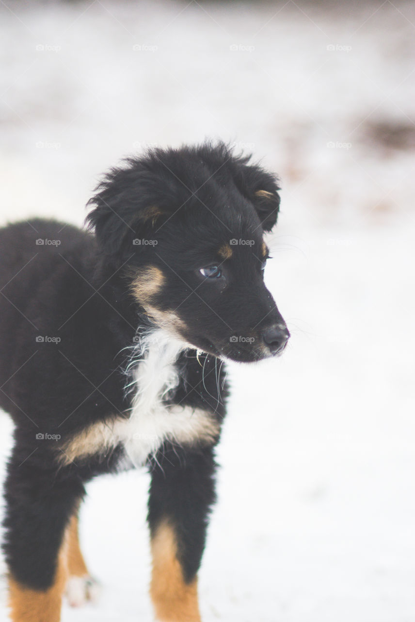 Close-up of black dog