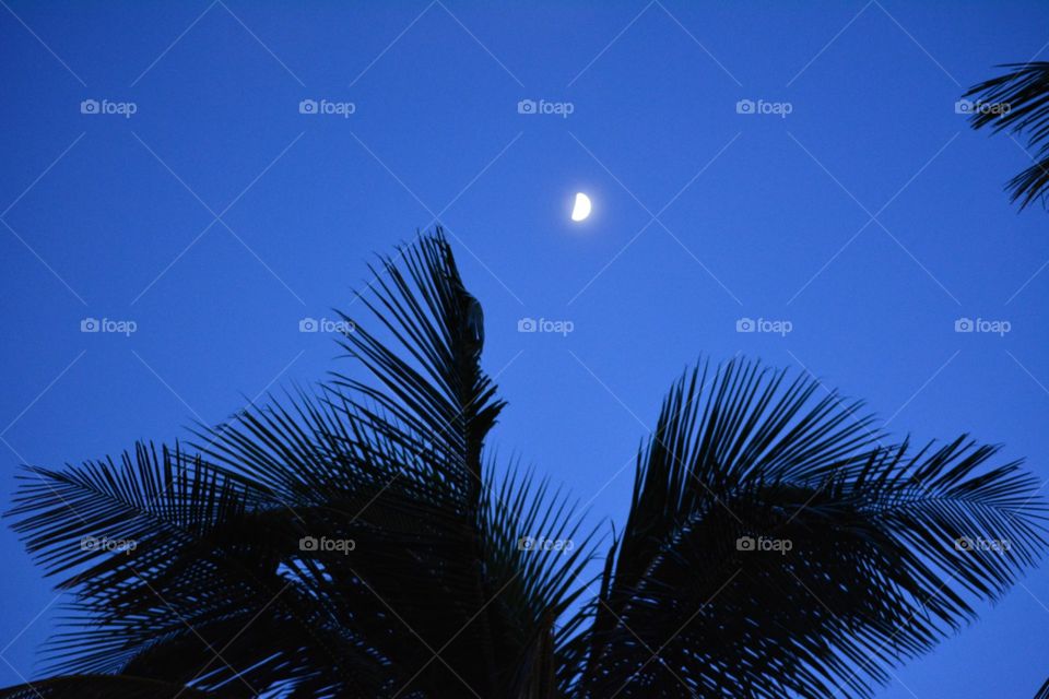 Moon above the palms