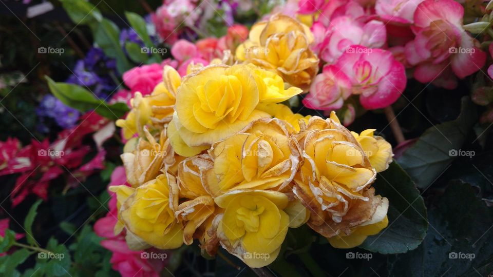 Flores e cores naturais.