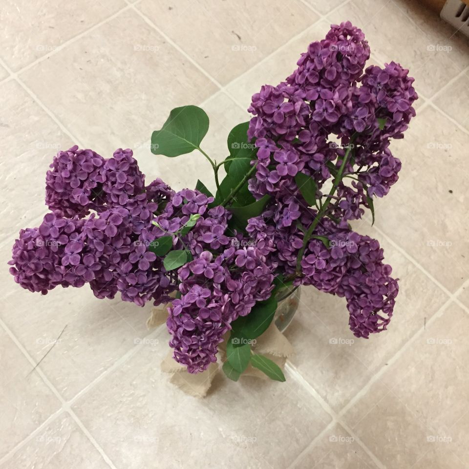 Butterfly Shaped Lilac Flowers. @chelseamerkleyphotos Copyright © CM Photography May 2019.