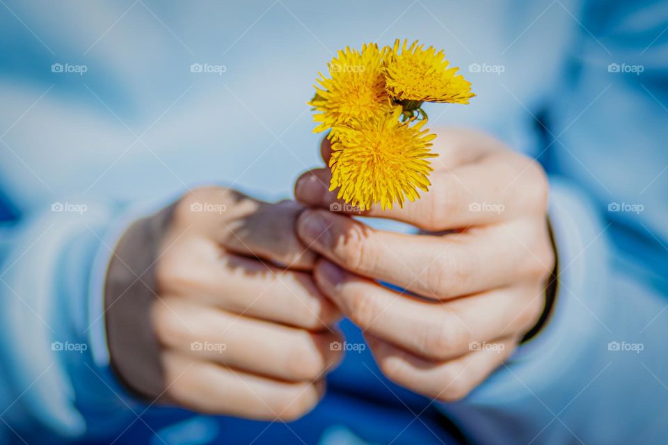 Yellow dandelions flowers in hands of person.