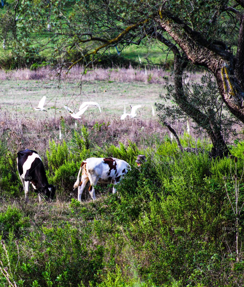 Cows and birds