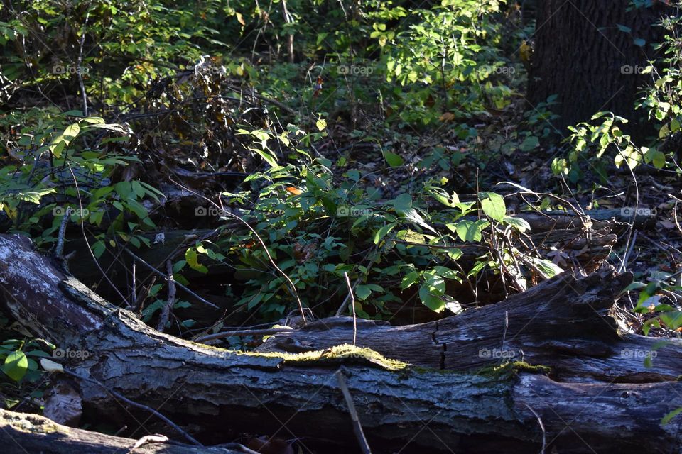 The green forest floor sprinkled with sunlight 