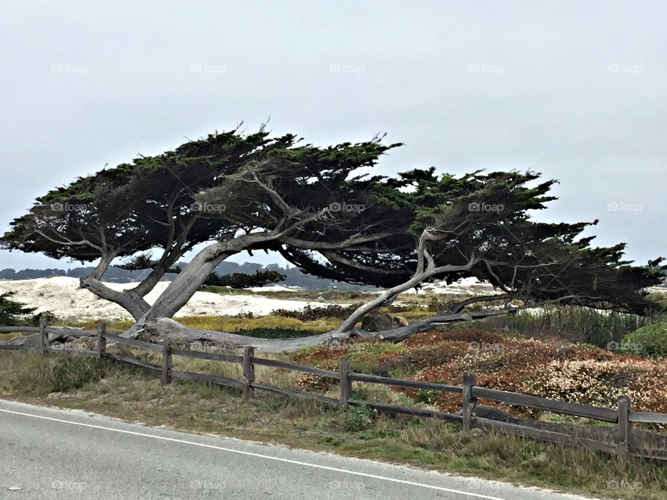 Wind swept Monterey cypress tree - Hesperocyparis Macrocarpa is a coniferous tree