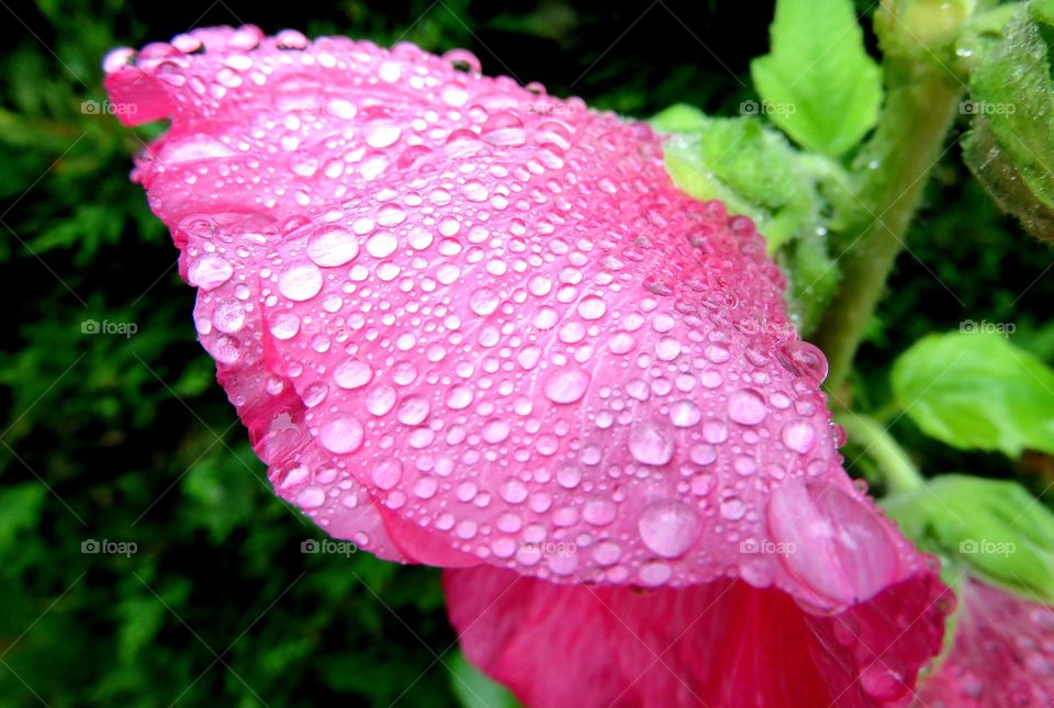 flower in the rain