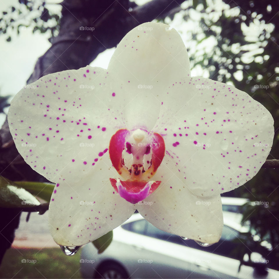 Very beautiful garden flowers, with their perfect and harmonious petals. / Flores muito bonitas do jardim, com suas pétalas perfeitas e harmoniosas. 