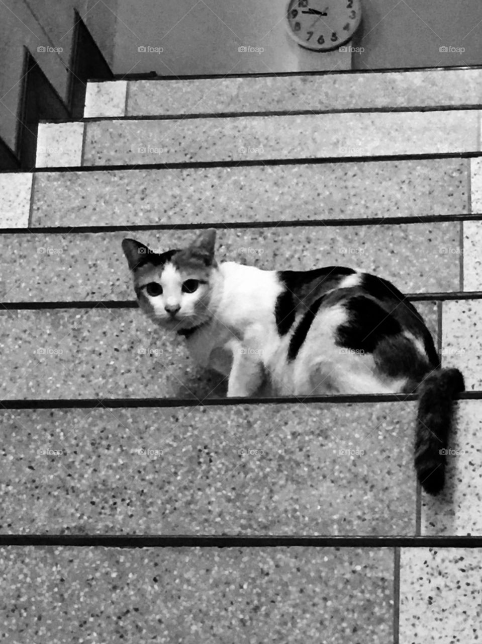 Black and white cat on staircase background 