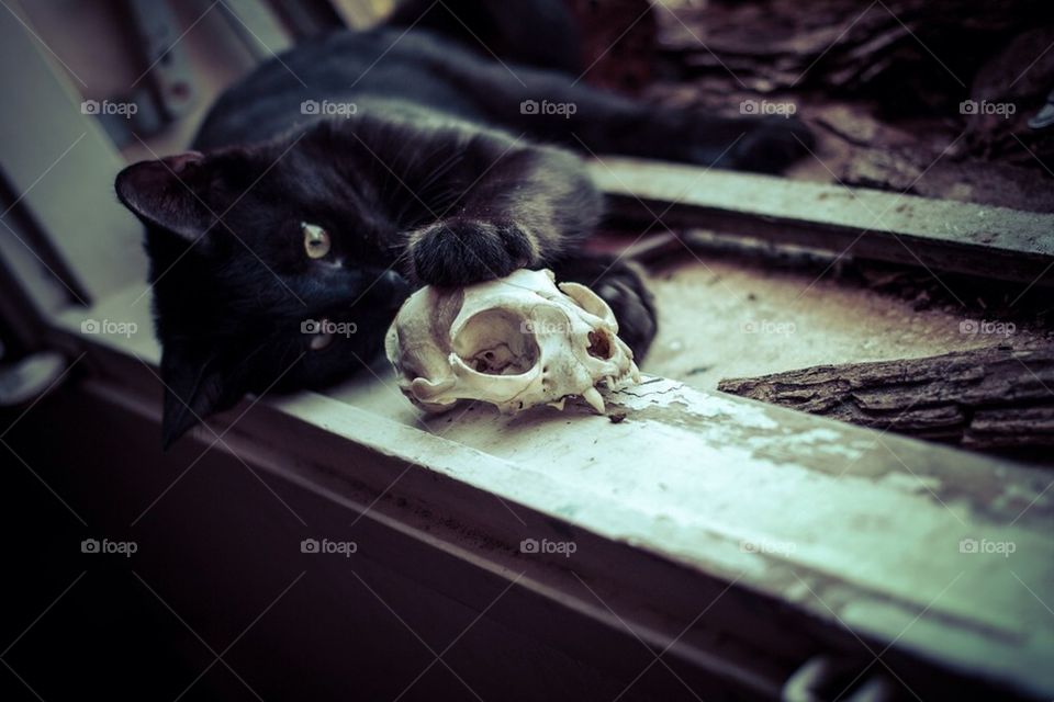 Death and a cat