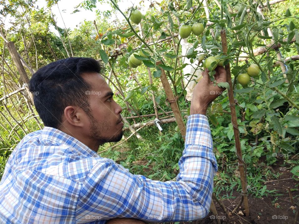 Checking my tomato garden from Philippines.