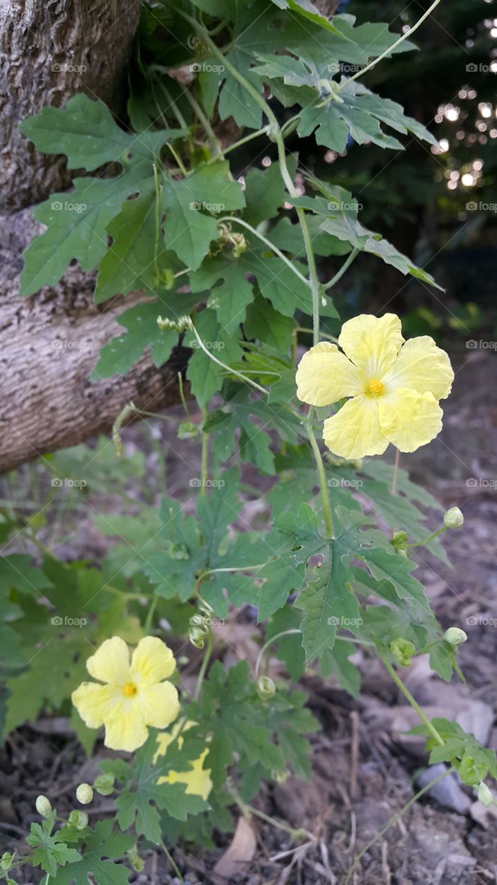 Bitter gourd flower