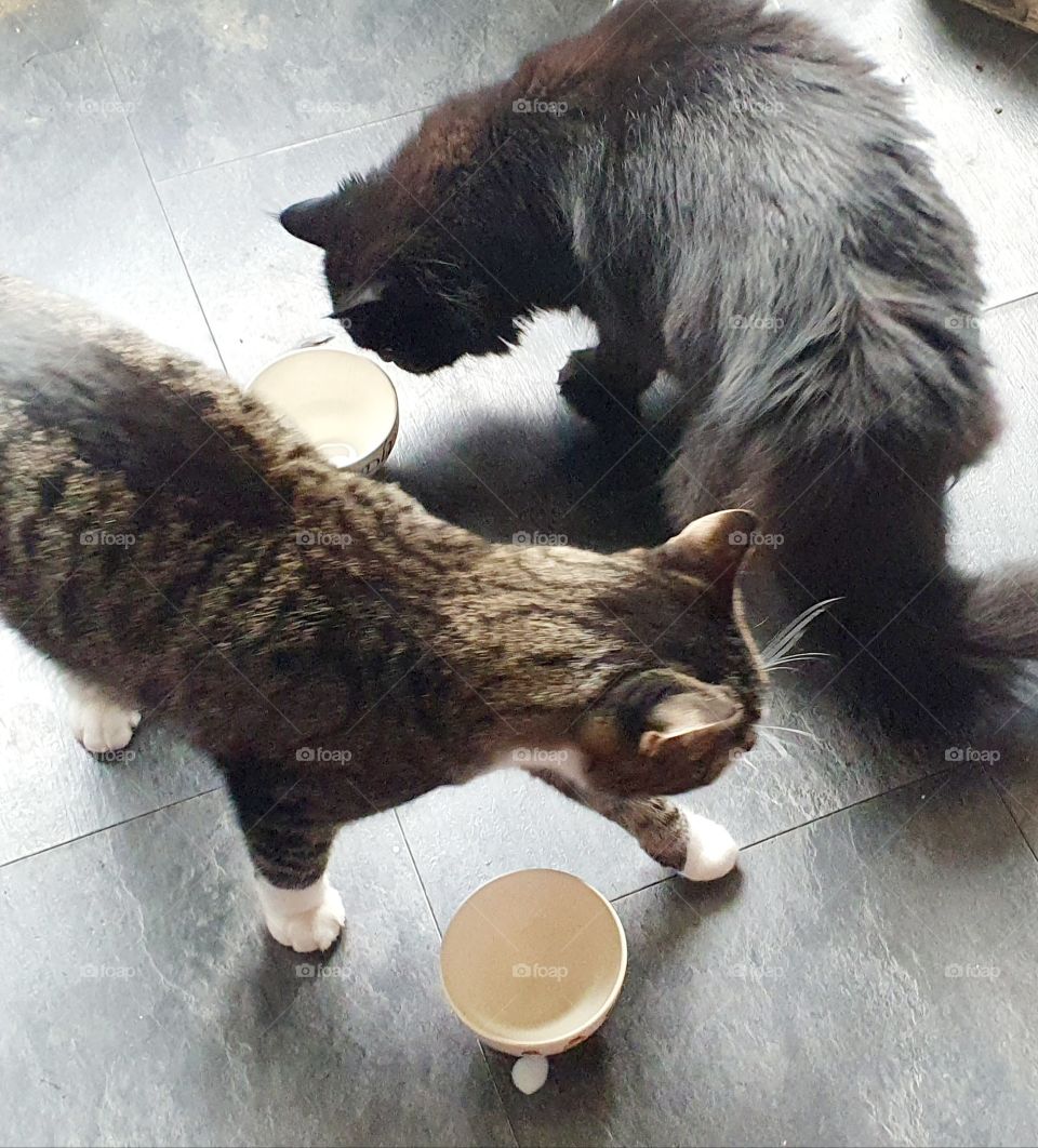 Drinked nice cat milk together.