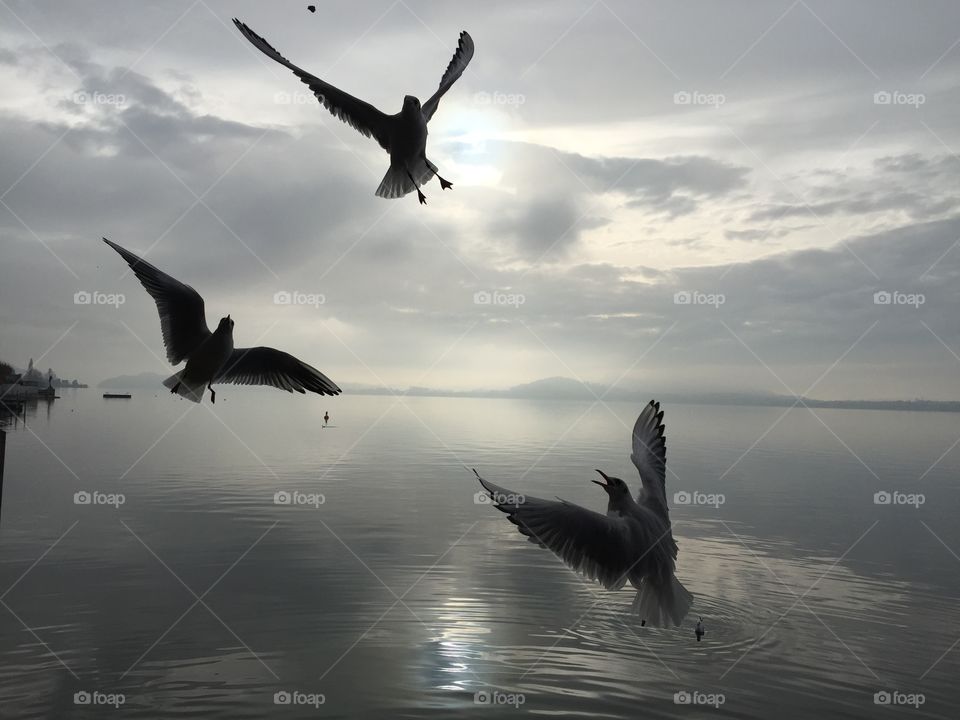 Flying seagulls