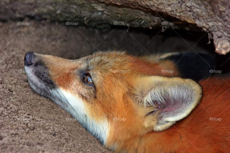 Red Fox