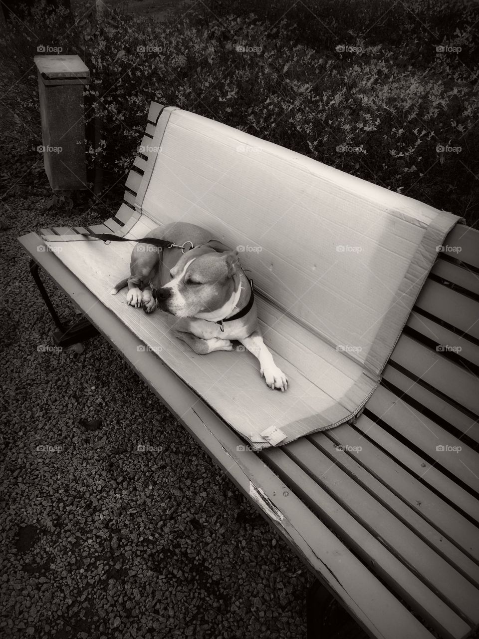 Dog resting on bench 