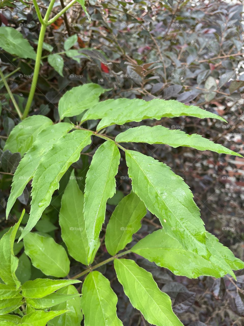 Wet green plants. 