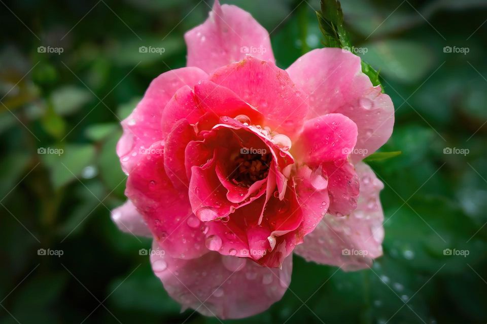 Pink Rose with Dew Drops