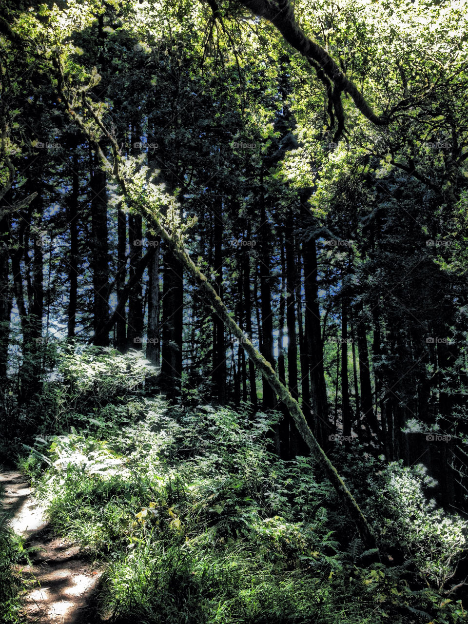 green wood forest hdr by kevinskkh