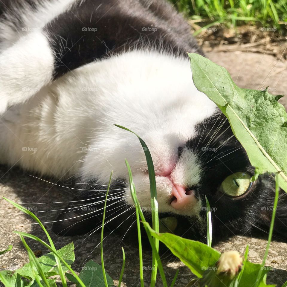 My cat, Marty playing in the grass during a beautiful summer day. He has green eyes and is looking at the camera in playful manner. Black and white cat in summer grass