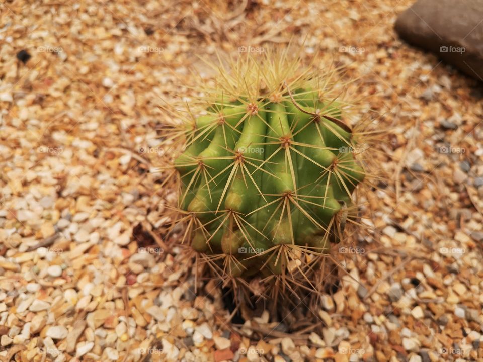 Cactus​ tropical​ plant​