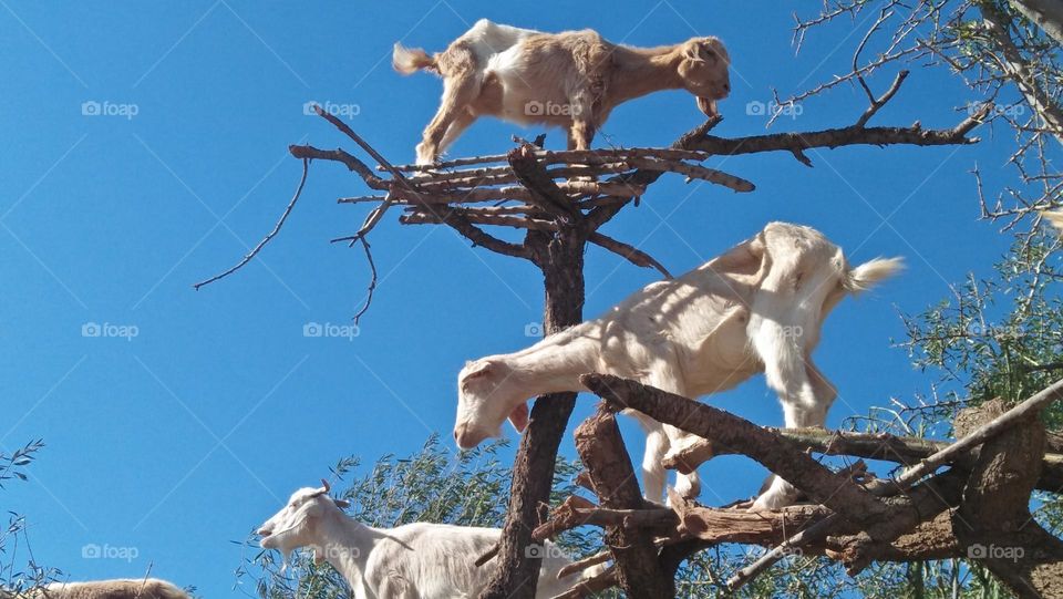 goats on argania tree.
