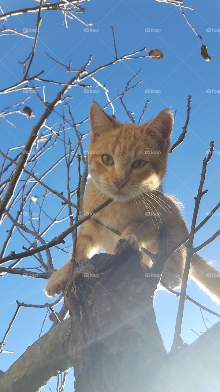 kitten on tree