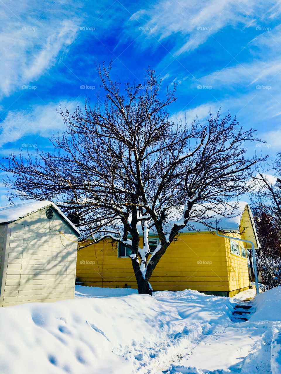 Lovely view at the back of a house with a  tree after a heavy snowfall