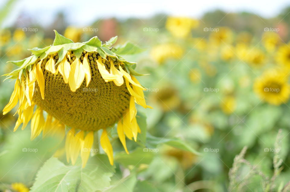 Close-up of a drooping sunflower in a sunflower field outdoors
