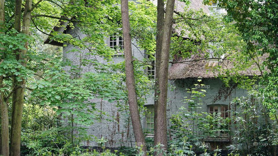 House in the woods