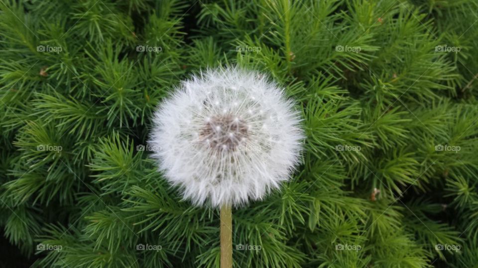 Dandelion