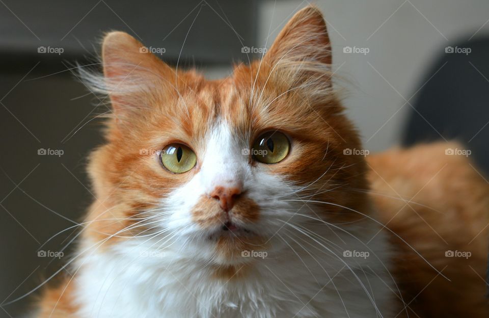 Cat, Cute, Pet, Animal, Portrait