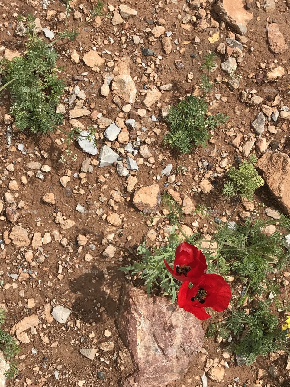 Portrait of a plant☺️